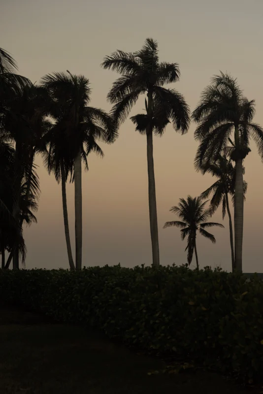 Palms near the Gulf at dusk